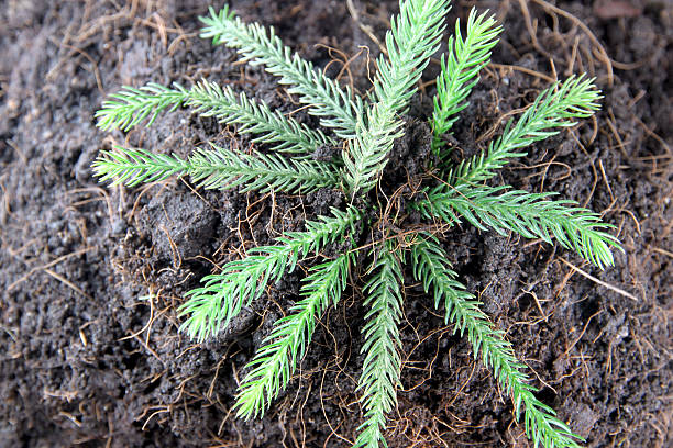 Pine tree growing on ground. Pine tree growing on ground in the garden. formal garden flower bed gardening vegetable garden stock pictures, royalty-free photos & images