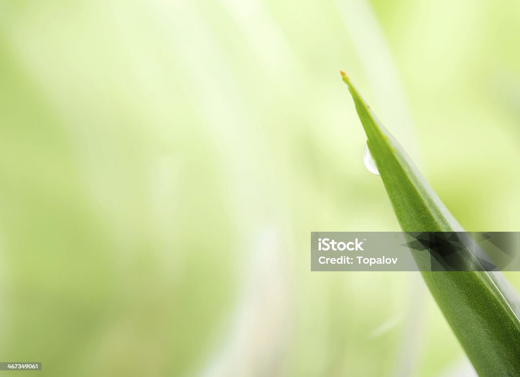 aloe Aloe leaf with drop of water and green copy-space on left side Aloe Stock Photo