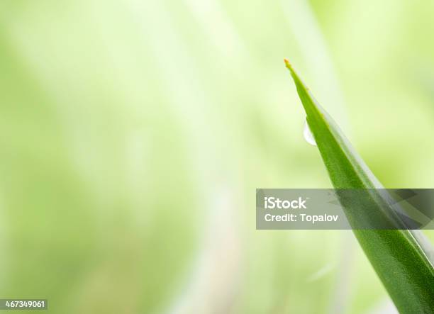 Aloe Stock Photo - Download Image Now - Aloe, Alternative Medicine, Beauty In Nature