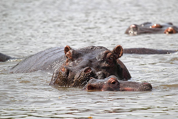 istock Baby hippo with mother 467350487