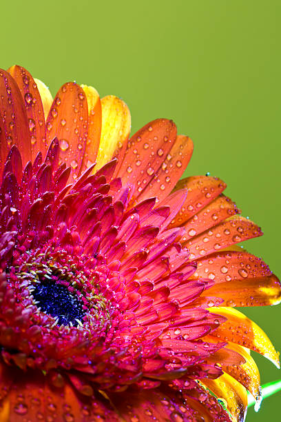 istock Transvaal daisy flower in rain drops 467352178