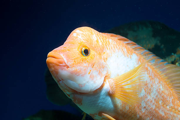 istock Big Cichlids in  Aquarium 467352431