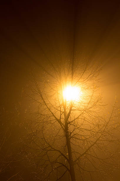 Árvore em névoa - fotografia de stock