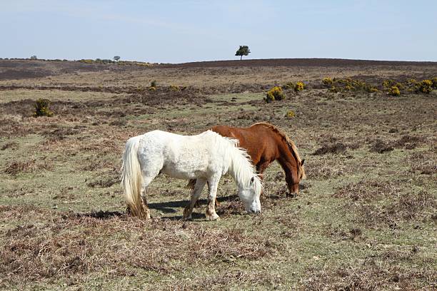 istock wild horses grazing new forest national park 467353983