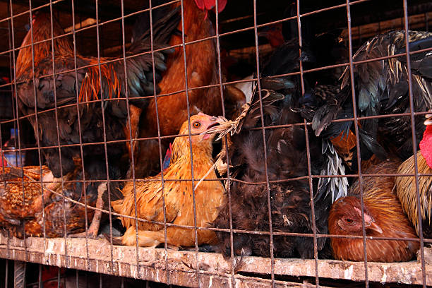 istock Dirty Caged Chickens in Africa 467354505