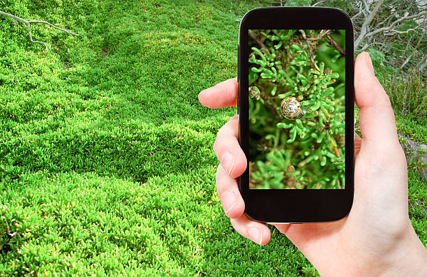 istock tourist taking photo of snail on green algae 467354886