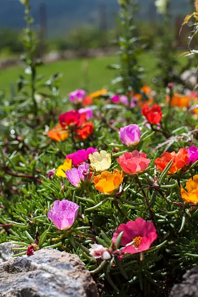 Photo of Different colors of moss rose flowers