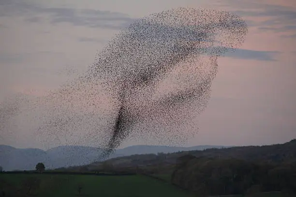 Starling Murmuration at Leighton Moss Lancashire