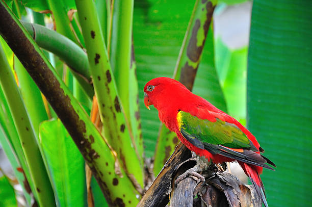 istock Red parrot bird close up 467357507