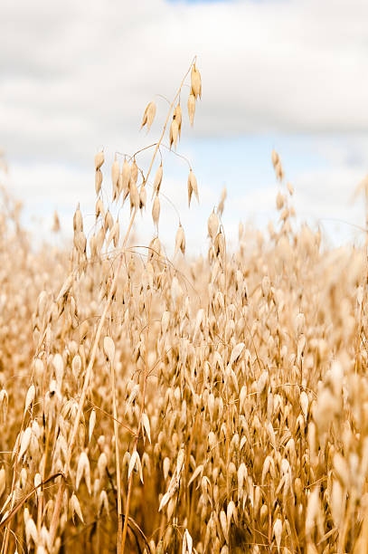 istock Field of a ripening oats 467357833
