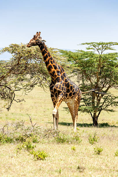 istock giraffe on a background of grass 467358246