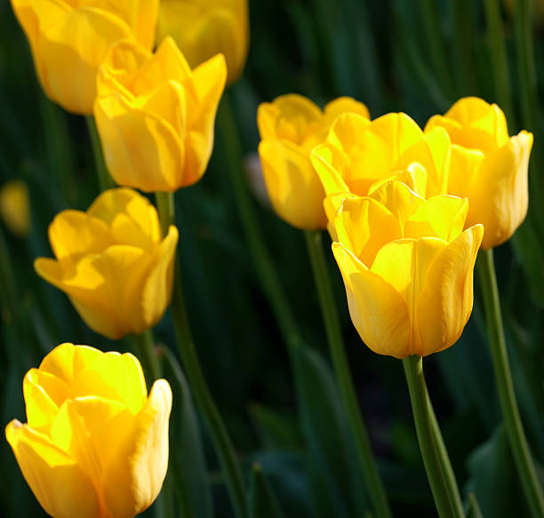istock Yellow tulips in sun spring day 467358410