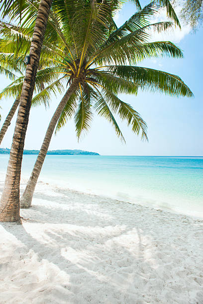 hermosa beach - caribbean sea fotografías e imágenes de stock