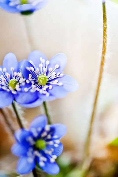 Blue springflower or Hepatica nobilis soaking for sunlight, Slovenia