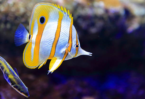 copperband butterflyfish - copperband butterflyfish zdjęcia i obrazy z banku zdjęć