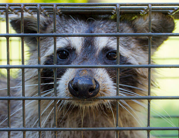 istock Raccoon caught in a live trap . 467359032