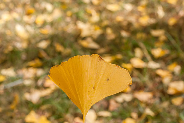 シングル秋のイチョウの葉 - virginia ginkgo tree tree autumn ストックフォトと画像