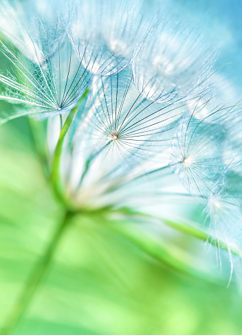 Beautiful dandelion background, abstract floral backdrop, cute fluffy flower, nature detail, dreamy wallpaper, spring season concept