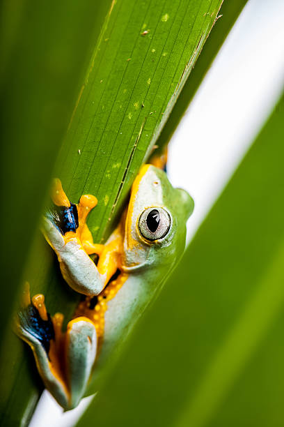 istock Saturated theme of jungle with exotic frog 467361949