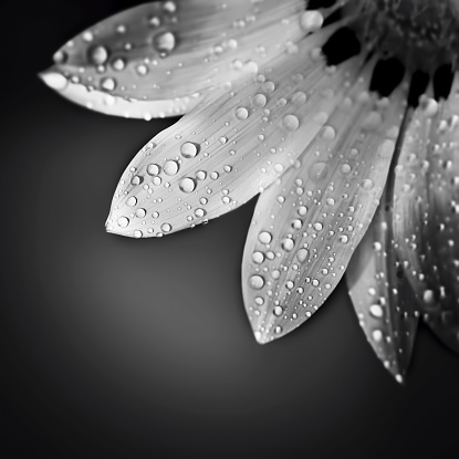 Beautiful floral border, black and white photo of gentle chamomile flower with dew drops on the petals over dark background