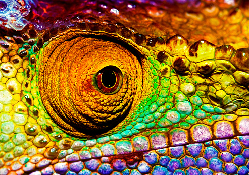 Blue, red and gray Furcifer pardalis Panther chameleon on a black background - close up