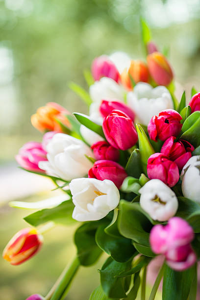istock colorful tulips bouquet 467362496