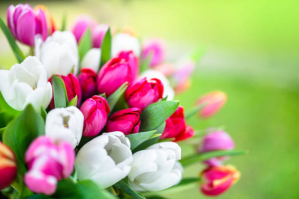 istock colorful tulips bouquet 467362520