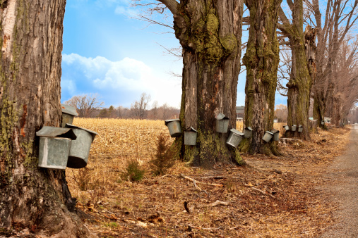 A line of trees with maple syrup buckets.