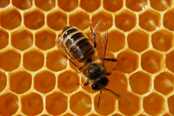 istock closeup of bee on honeycomb in apiary 467365720