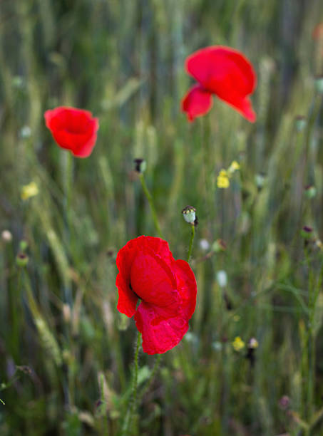 istock Beautiful flower of poppy 467366000