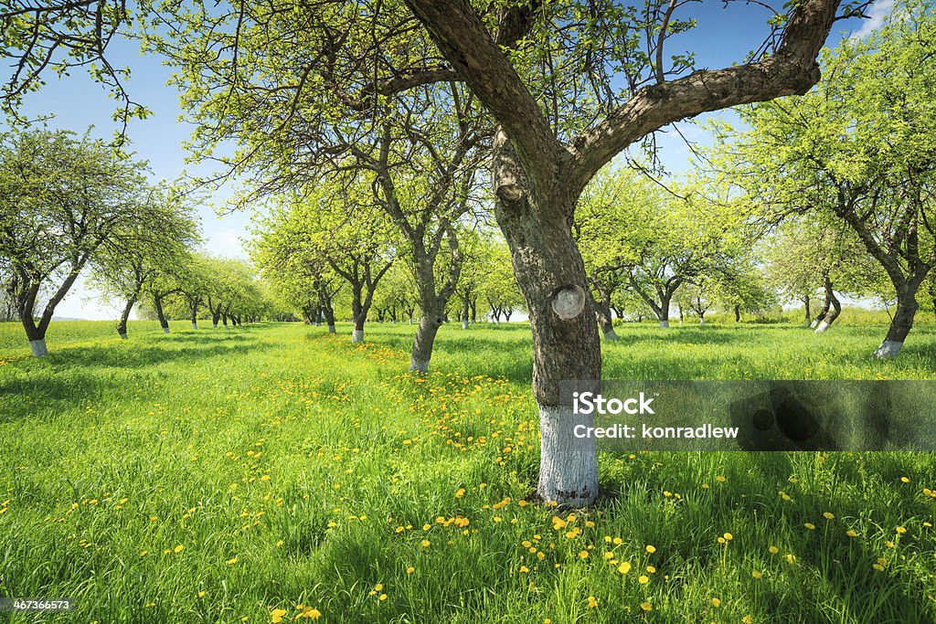 Frutteto di primavera sole - Foto stock royalty-free di Albero