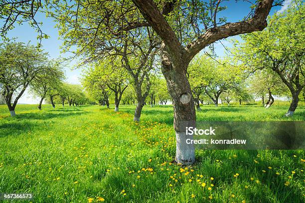 Frutteto Di Primavera Sole - Fotografie stock e altre immagini di Albero - Albero, Albero da frutto, Ambientazione esterna