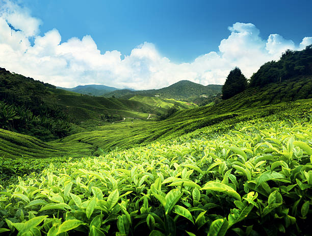 istock Tea plantation Cameron highlands, Malaysia 467367282