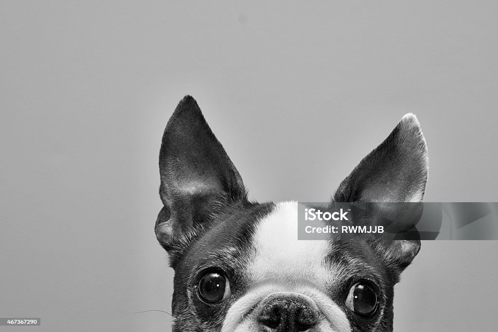 Black and white photo of top half of Boston terrier face A Boston Terrier peeking over Peeking Stock Photo