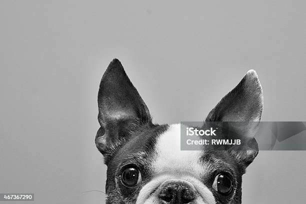 Black And White Photo Of Top Half Of Boston Terrier Face Stock Photo - Download Image Now