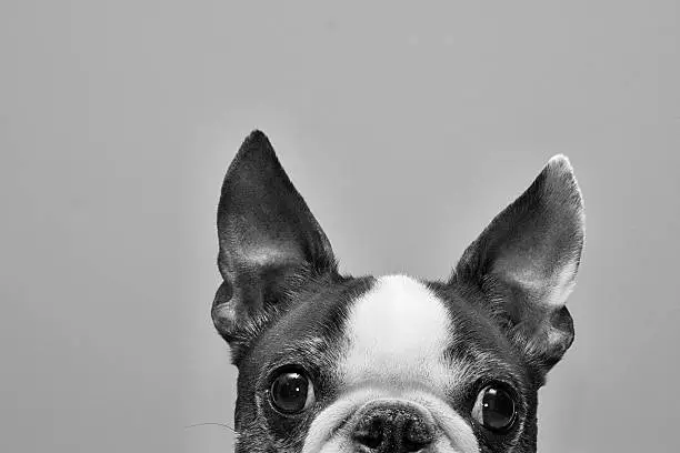 Photo of Black and white photo of top half of Boston terrier face