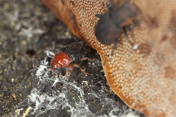Triplax russica Triplax russica. This is a small beetle of the Erotylidae family. It can often be seen feeding on polypores. erotylidae stock pictures, royalty-free photos & images