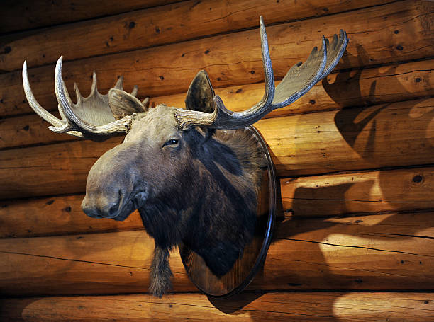 фаршированный moose - moose cabin taxidermy hunting стоковые фото и изображения