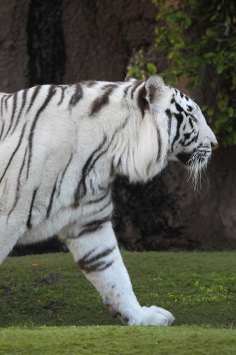 White tiger, tigress with black stripes walking in aviary with metal fence. Wild endangered animals, big cat