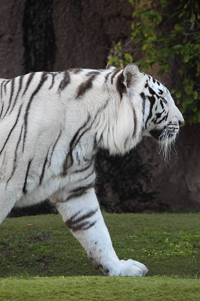 черно-белый полосатый тигр - tiger animal endangered species human face стоковые фото и изображения