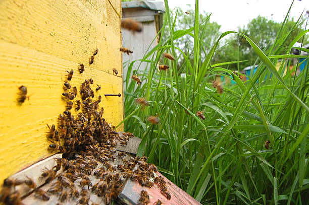 istock swarm of bees is settling a beehive 467372832