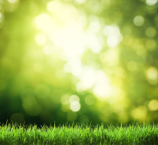 istock Lush green grass with a green bokeh background 467373074