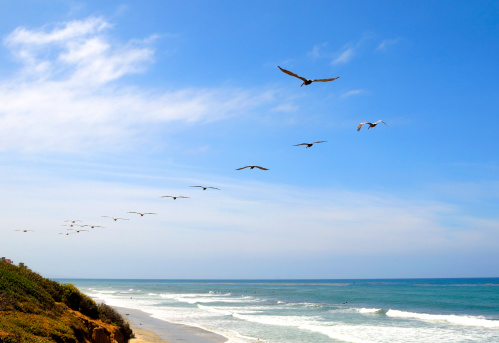 A line of pelicans flying south along the beach in the northern San Diego town of Carlsbad, CA.