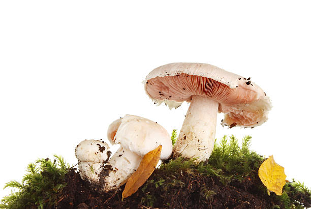 istock Wild mushrooms closeup 467375610