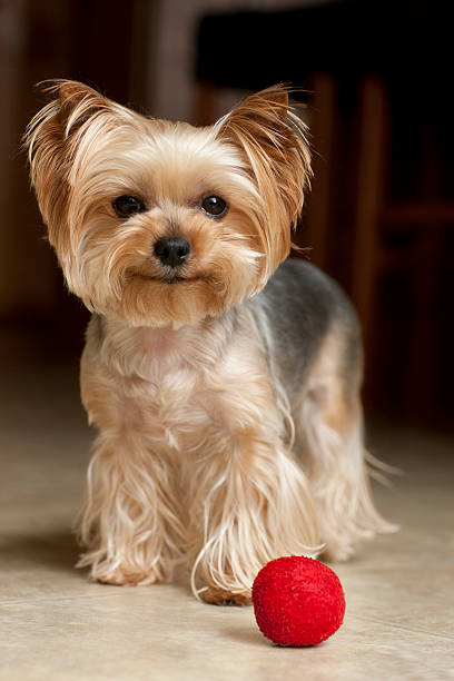 istock Yorkshire Terrier Dog Playing with a Red Ball 467375824