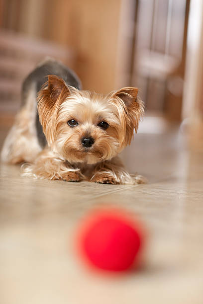 istock Yorkshire Terrier Dog Playing with a Red Ball 467375860