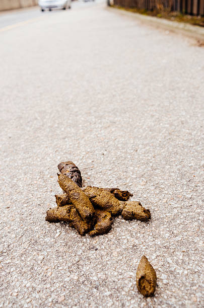 istock Brown dog poo on a city sidewalk. 467378724