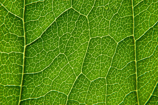 Macro details of fractal veins on green leaf