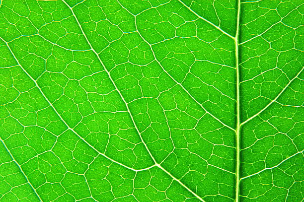 istock closeup of natural leaf as background 467378876