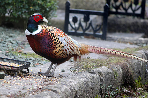 istock Image of ring-necked pheasant eating seed on doorstep, game bird 467378970